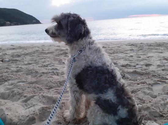Αναζητηση εξαφανισμενου σκυλου. Λευκάδα νομού Λευκάδας, Νησιά Ιονίου Χάθηκε / Βρέθηκε Κοινότητα (φωτογραφία 1)