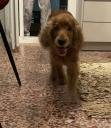 Βρεθηκε σκυλος αρσενικος κοκερ σπανιελ στην Κατω Τουμπα (μικρογραφία)