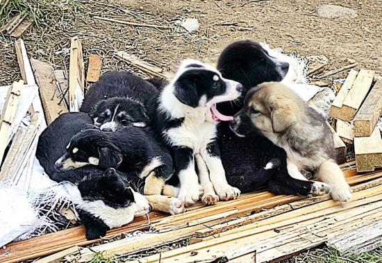 Χαρίζονται σκυλάκια το πολύ 2 μηνών Ξάνθη νομού Ξάνθης, Θράκη Χάθηκε / Βρέθηκε Κοινότητα (φωτογραφία 1)